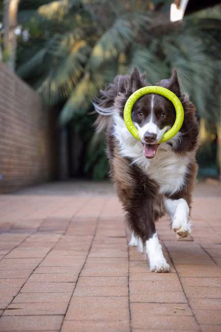 Frisbee para Cães