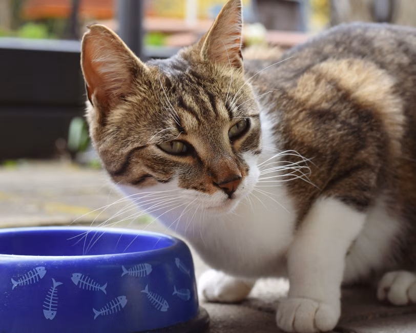 Ração para Gatos Filhotes (7,5kg)
