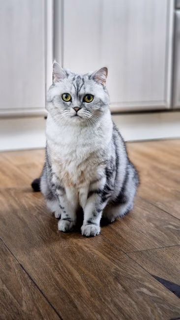 Ração para Cães Adultos (15kg)
