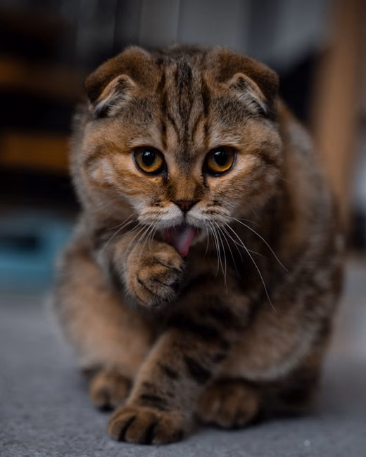 Petisco de Salmão para Gatos